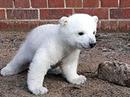 Der knuddelige Knut wiegt mittlerweile so viel wie ein achtjähriges Menschenkind.