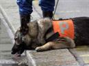 Aufgabe erfüllt: Polizeihund erholt sich nach getaner Arbeit. (Symbolbild)