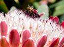 Welche Auswirkungen das frühe Blühen auf das Ökosystem und Bestäuber wie Bienen haben könne, sei noch nicht erforscht.