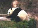 Etwas mehr als 180 Riesenpandas befinden sich in chinesischen Forschungszentren
