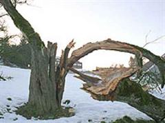Schadensmeldungen bezogen sich zur Hauptsache auf umgestürzte Bäume.