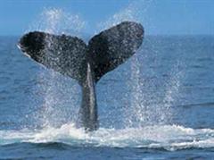 Eigentlich verirren sich Buckelwale nicht ins Mittelmeer.