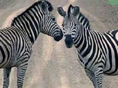 Die beiden Zebras sind unzertrennlich.