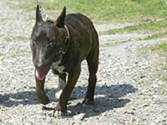 Pitbull-Terrier sind für den Freiburger Staatsrat «von Natur aus gefährlichen Hunde».