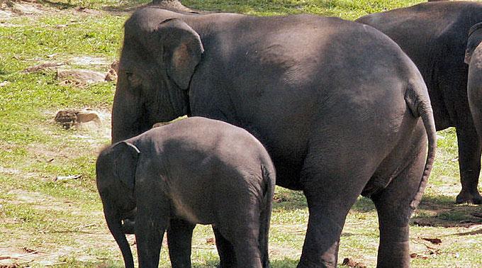 In Sri Lanka sind 15 Baby-Elefanten gleichzeitig getauft worden.