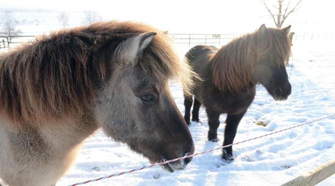 Pferde im Schnee.