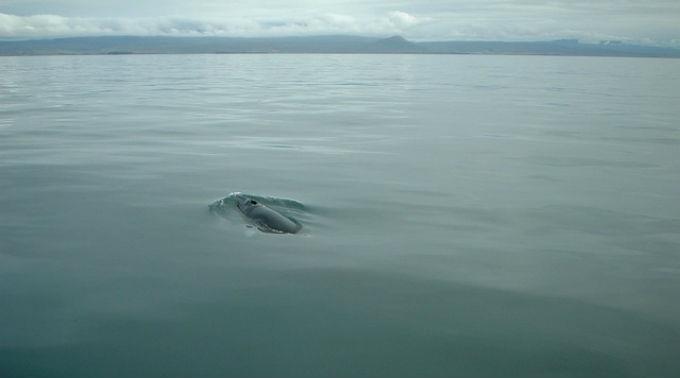Die Walfänger wollen in der Antarktis bis Ende März bis zu 935 Zwergwale töten.