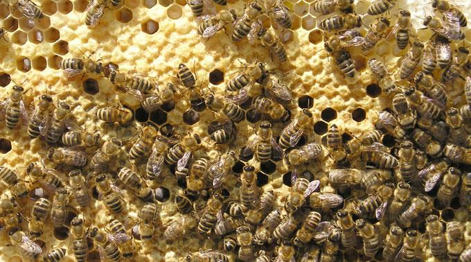 Arbeiterbienen mit Brut und Honig.