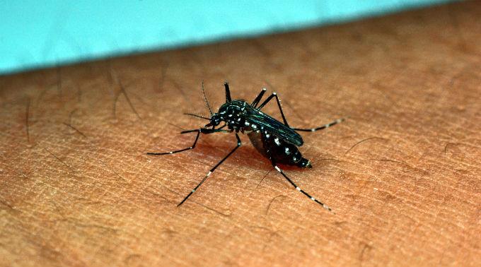 Die Moskitos Aedes aegypti übertragen gefährliche Viren.
