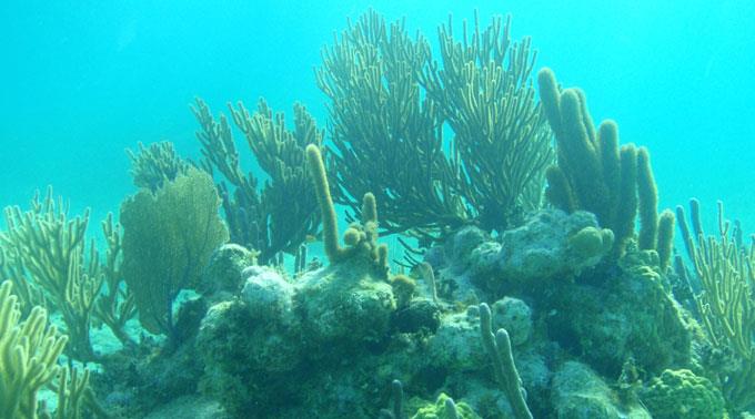 Das Barrier Riff in Belize gehört zu den bedrohten Stätten.