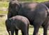 In Sri Lanka sind 15 Baby-Elefanten gleichzeitig getauft worden.