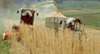 Expansion von Schweizer Bauern soll gestoppt werden