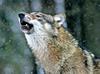Walliser Wolf bleibt vorläufig vom Abschuss verschont