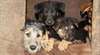 Die TIR verurteilt die geplante grundlose Tötung unzähliger Strassenhunde