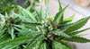 US-Behörden vernichten mehr als 500'000 Cannabis-Pflanzen