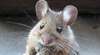 Mäuse haben Bluthochdruck nach künstlicher Befruchtung