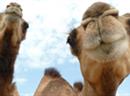 Kamele gelten aktuellen Erkenntnissen zufolge als Überträger des Virus.